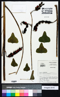 Erythrina herbacea image