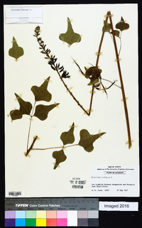 Erythrina herbacea image