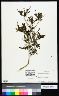 Eysenhardtia texana image