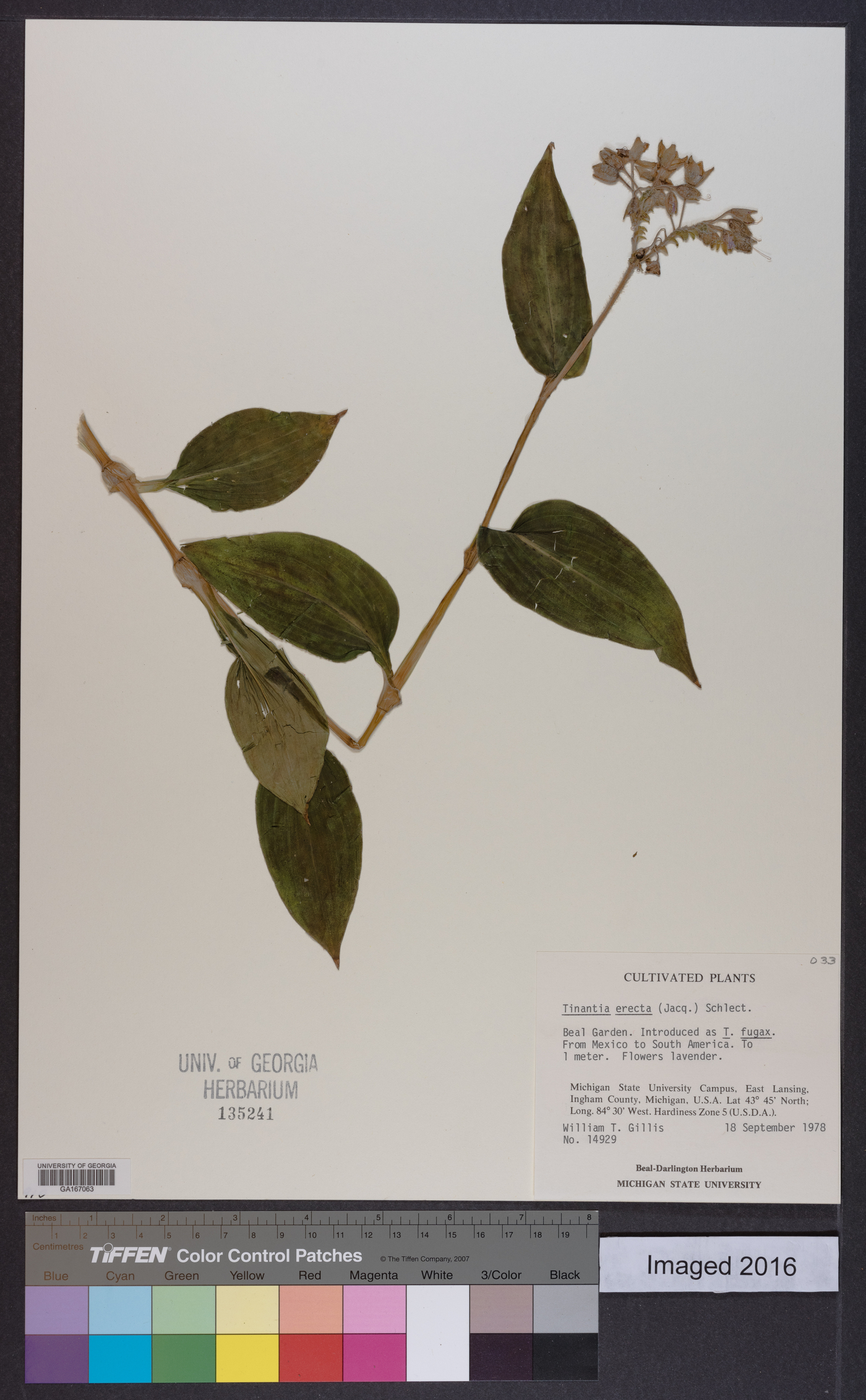 Tinantia erecta image