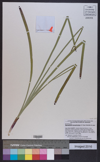 Stenanthium densum image