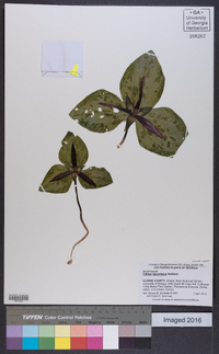 Trillium decumbens image