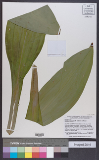 Veratrum woodii image