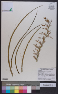 Hesperaloe parviflora image