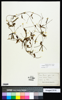 Galactia macreei image