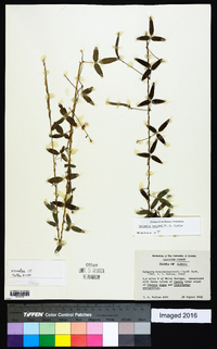 Galactia macreei image