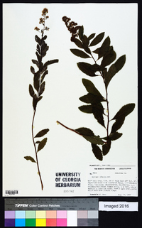 Spiraea alba image