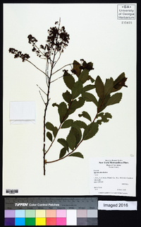 Spiraea alba image