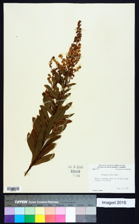 Spiraea alba image