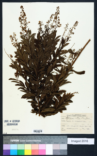 Spiraea alba image