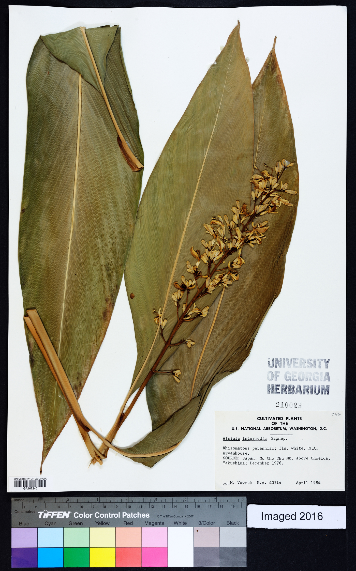 Alpinia intermedia image