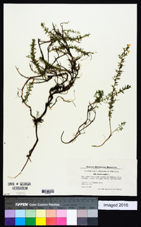 Genista anglica image