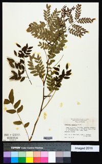 Gleditsia aquatica image