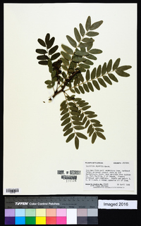 Gleditsia aquatica image