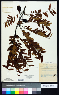 Gleditsia aquatica image