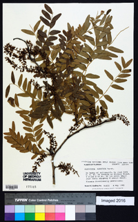 Gleditsia aquatica image