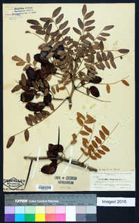 Gleditsia aquatica image