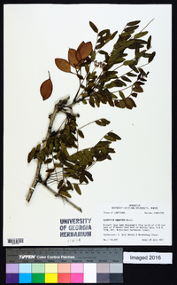 Gleditsia aquatica image