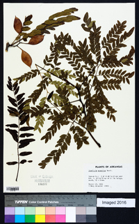 Gleditsia aquatica image