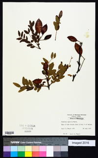 Gleditsia aquatica image