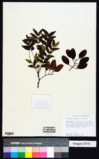 Gleditsia aquatica image