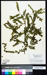 Gleditsia aquatica image