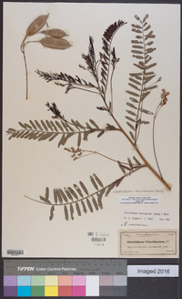 Sesbania vesicaria image