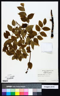 Gymnocladus dioicus image