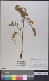 Hedysarum sulphurescens image