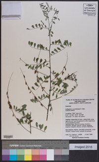 Indigofera caroliniana image