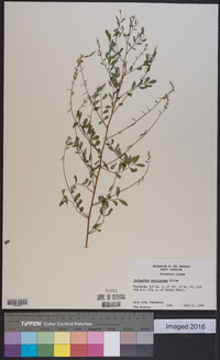 Indigofera caroliniana image