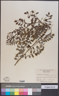 Indigofera caroliniana image