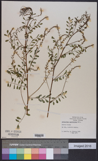 Indigofera caroliniana image