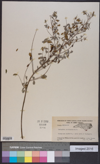 Indigofera caroliniana image