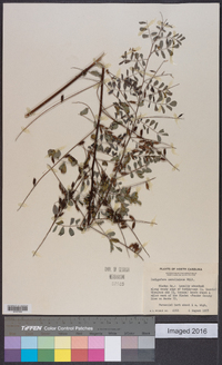 Indigofera caroliniana image