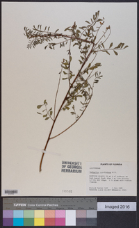 Indigofera caroliniana image