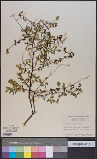 Indigofera caroliniana image