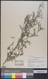 Indigofera lindheimeriana image