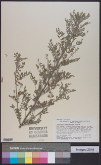 Indigofera lindheimeriana image