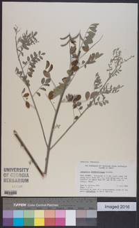 Indigofera lindheimeriana image