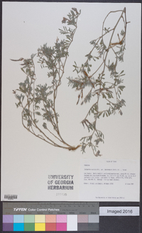 Indigofera miniata image