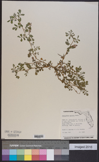 Indigofera spicata image