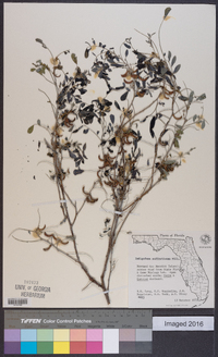 Indigofera suffruticosa image