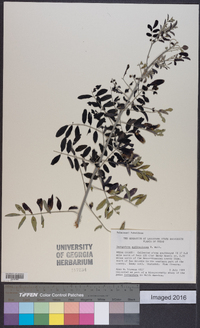 Indigofera suffruticosa image