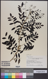 Indigofera suffruticosa image