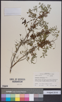 Indigofera suffruticosa image