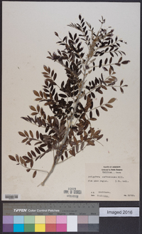 Indigofera suffruticosa image