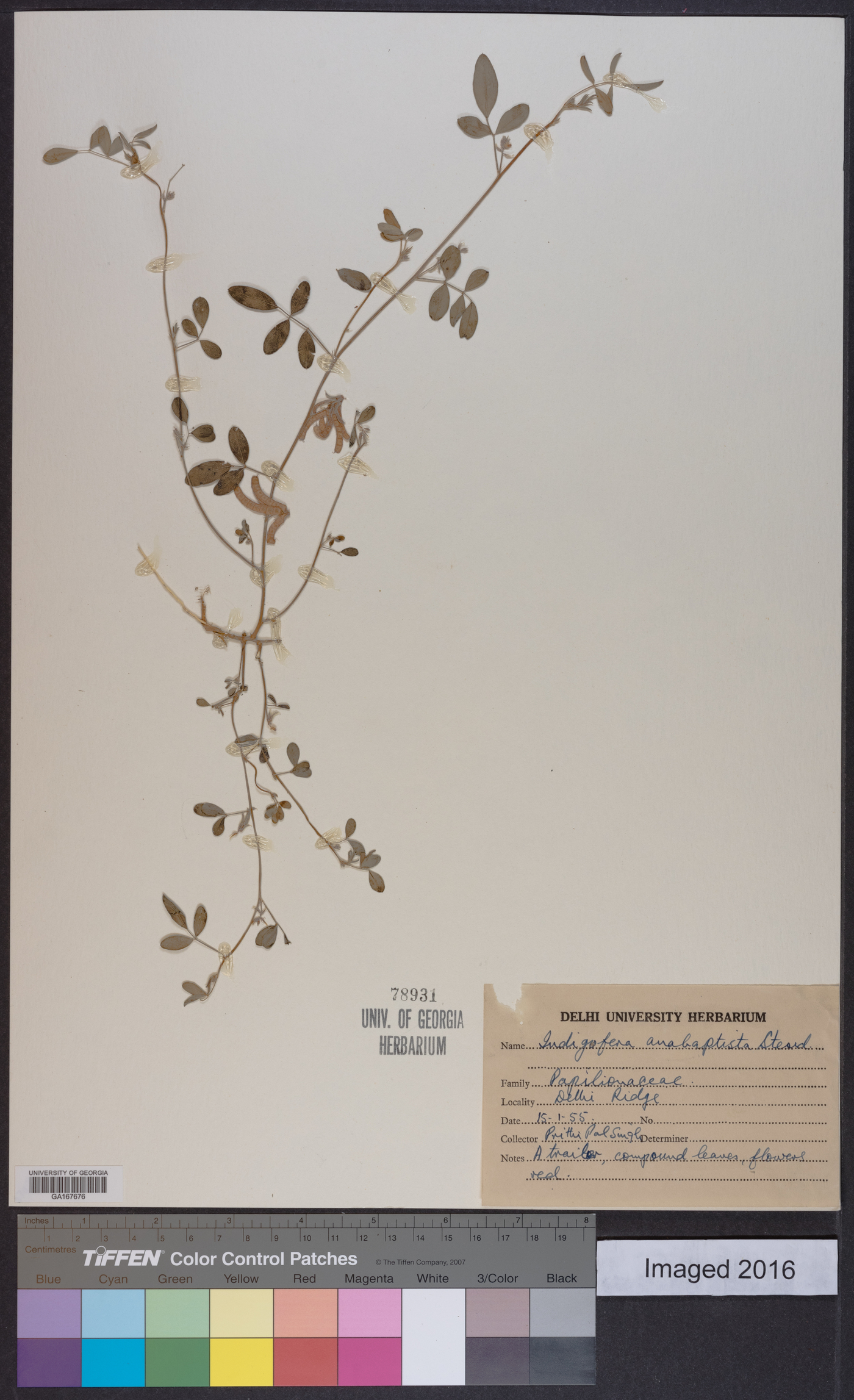 Indigofera hochstetteri image