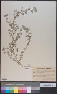 Indigofera endecaphylla image