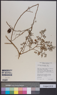 Indigofera microcarpa image